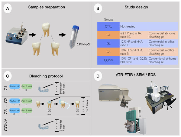 (A) Teeth samples preparation; (B) study design; (C) bleaching protocols; (D) ATR-FTIR spectroscopy, SEM microscopy and EDS evaluations.