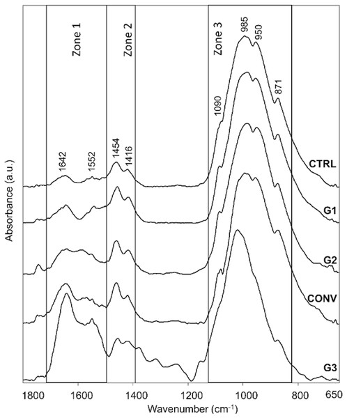 Average IR spectra of CTRL, G1, G2, CONV and G3 teeth samples.