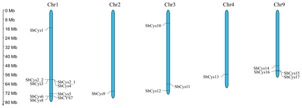 Chromosome localization of SbCys genes.