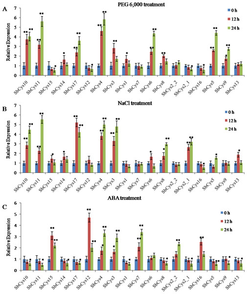 Expression patterns of SbCys. genes under (A) dehydration (PEG 6,000) treatment, (B) salt shock (NaCl) treatment, and (C) ABA treatment.