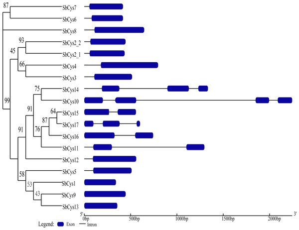 Phylogenetic relationship and gene structure of SbCys genes.