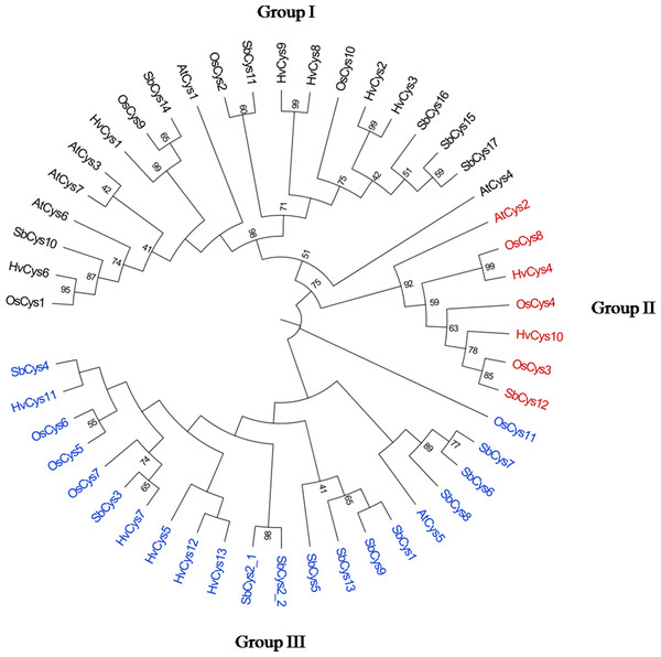 Phylogenetic relationships of the cystatins from Arabidopsis, rice, barley and Sorghum.