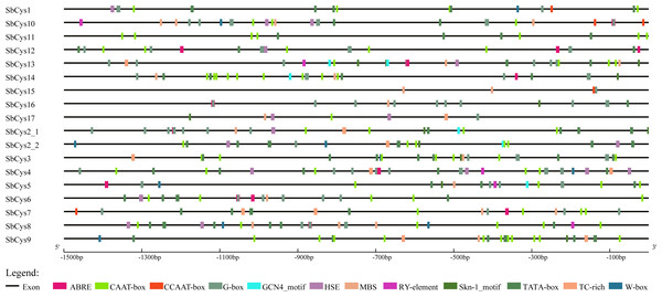The distribution of cis-elements in the 1.5 kb upstream promoter regions of SbCys genes.