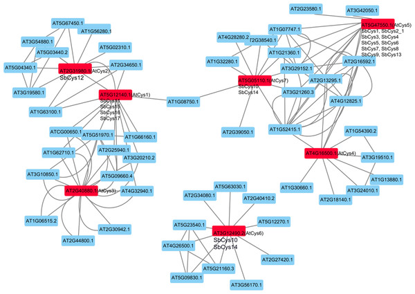 The interaction networks of SbCys proteins according to the orthologs in Arabidopsis.