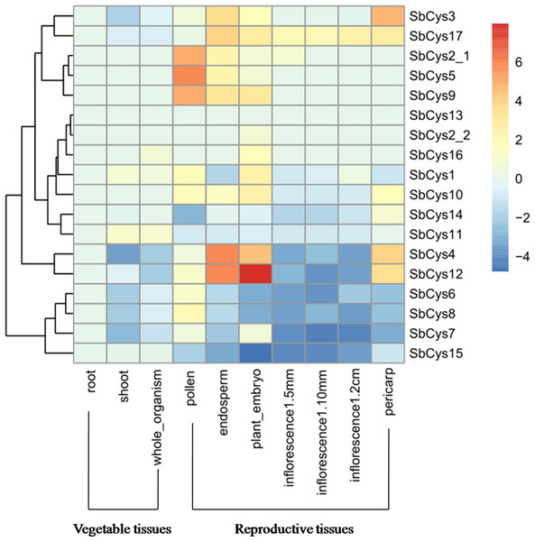 Hierarchical clustering of the expression profiles of SbCys genes in different tissues.