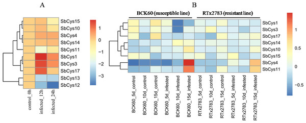 Hierarchical clustering of the expression profiles of SbCys genes under biotic stresses.