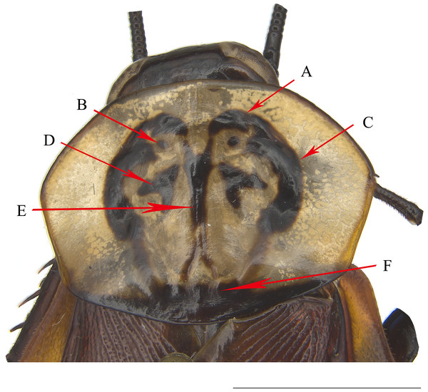 The pronotum of H. obtusangula sp. nov.