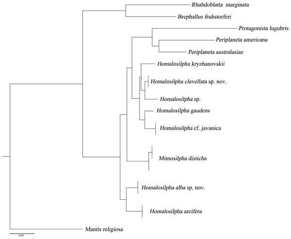 Maximum likelihood (ML) tree of the cockroaches based on COI.