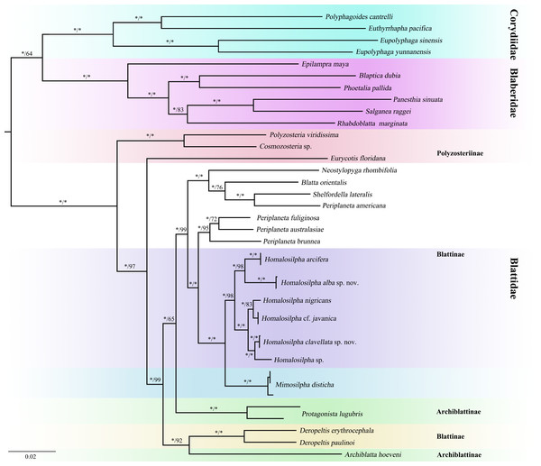 Maximum likelihood (ML) tree of the cockroaches based on six genes.