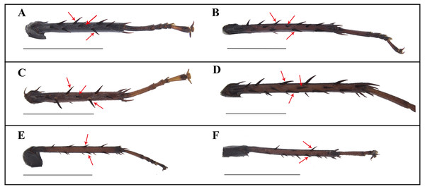 Photographs of middle and hind tibiae of Homalosilpha and Mimosilpha species.