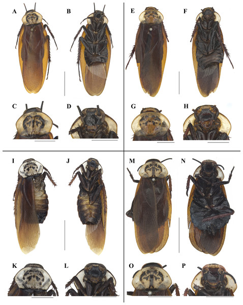 Photographs of bodies, pronotums and faces of four species of Homalosilpha.