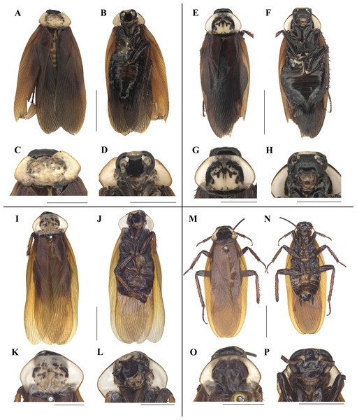 Photographs of bodies, pronotums and faces of two species of Homalosilpha and one species of Mimosilpha.