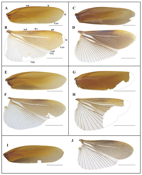 Photographs of tegmen and hind wings of Homalosilpha.