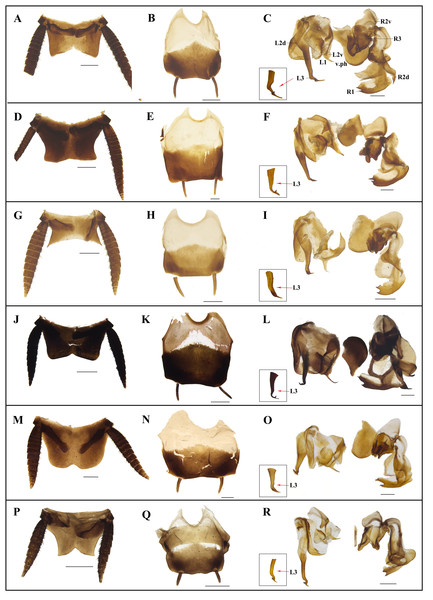 Photographs of male genitalia of Homalosilpha and Mimosilpha species.