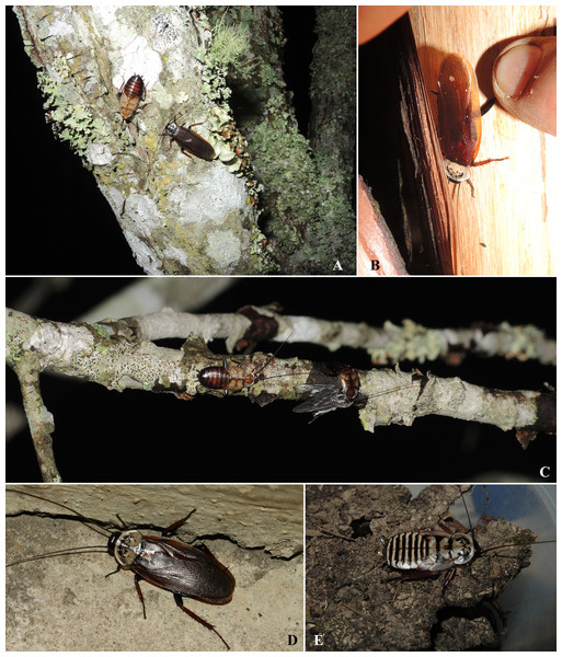 Habitats of Homalosilpha. and Mimosilpha species from China.