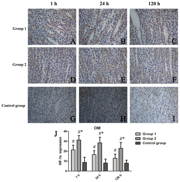 Chronologic views of renal medullary HIF-1α immunostaining in three animal groups (400×).
