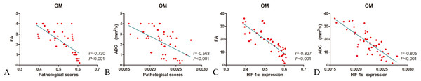 Correlating FA and ADC values with histopathologic scores and HIF-1α expression levels in three animal groups.