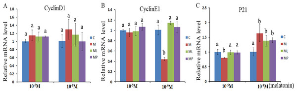 Effects of high dose (10−5 M) and low dose (10−9 M) melatonin and melatonin receptor antagonist supplementation on the cell cycle related genes (CyclinD1, CyclinE1 and p21).