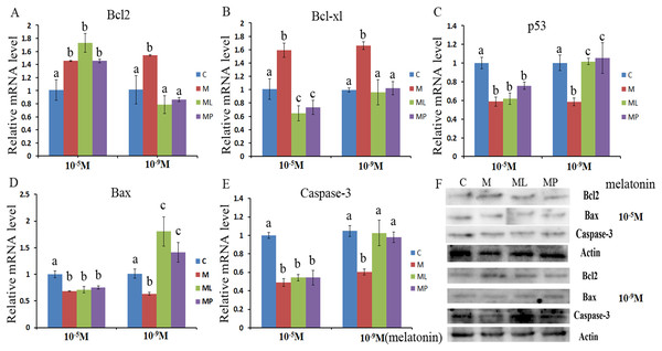 Effects of high dose (10−5 M) and low dose (10−9 M) melatonin and melatonin receptor antagonist supplementation on granulosa cells apoptosis related genes (Bcl2, caspase-3, Bcl-xl, Bax and p53).