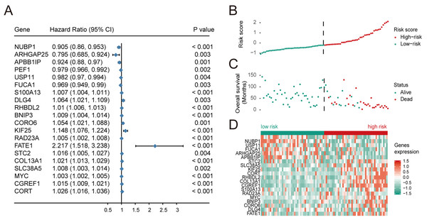 Multivariate Cox regression analysis was performed for the selected genes, and the risk scores, survival status and risk heat maps of the 20 prognostic genes were distributed in the training set.