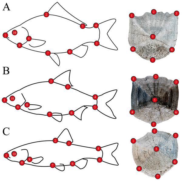 Morphometric landmarks on (A) a schematic gibel carp (Carassius gibelio) and a gibel carp scale, (B) a schematic roach (Rutilus rutilus) and a roach scale, (C) a schematic chub (Squalius cephalus) and a chub scale.