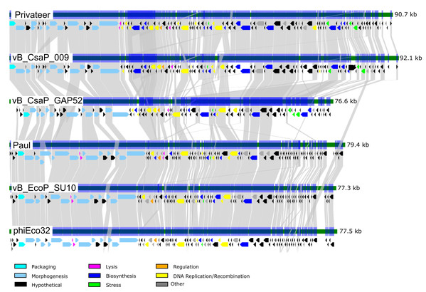 Comparative genomics among similar phiEco32-like phages.