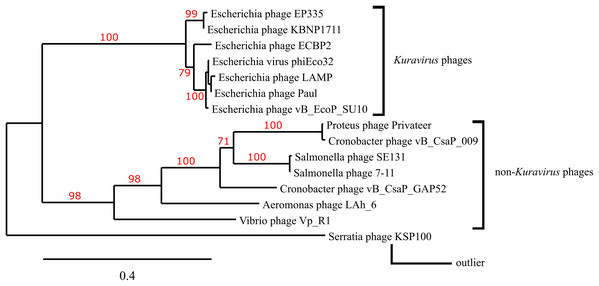 Phylogenetic tree based on phage morphogenesis proteins.