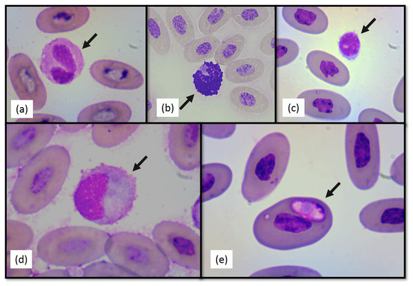 Photographs of selected Berthold’s bush anole (Polychrus gutturosus) blood cells stained with Diff-Quick stain at 100×.