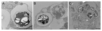 Freshwater sponge hosts and their green algae symbionts: a tractable ...