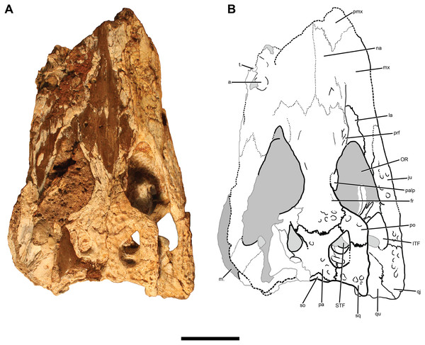 TMM 45911-1, holotype of Chinatichampsus wilsonorum.