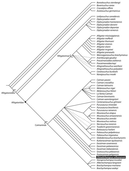 Phylogenetic relationships of Alligatoroidea including TMM 45911-1 based on the matrix of Brochu (2011) for Necrosuchus.