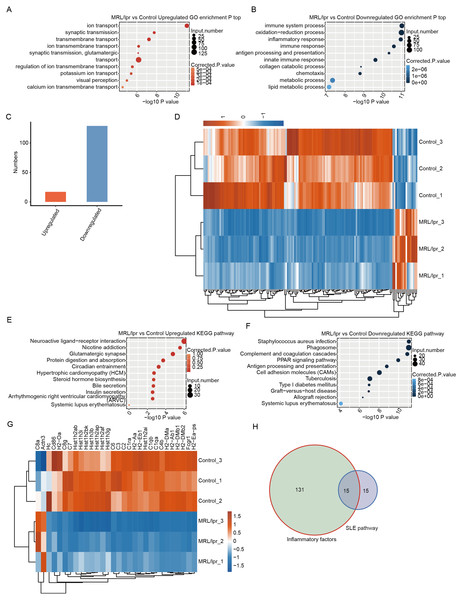 Functional analysis of differentially expressed mRNA genes.