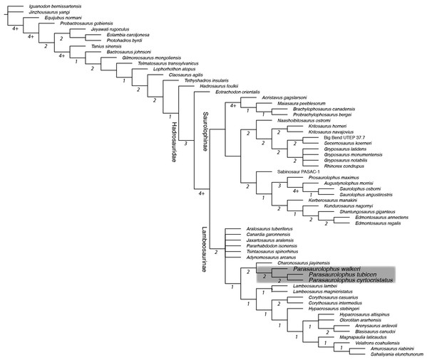 Strict consensus phylogenetic tree derived from 72 most parsimonious trees derived from analysis in this study.