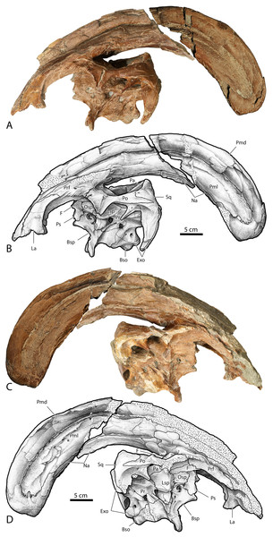 Photographs and illustrations of Parasaurolophus cf. cyrtocristatus UCMP 143270.