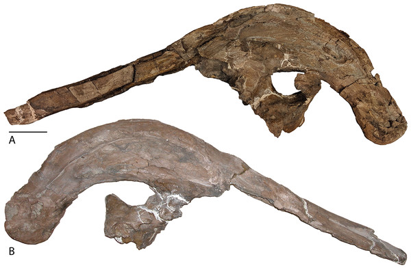 Skull of Parasaurolophus cyrtocristatus (FMNH P-27393).