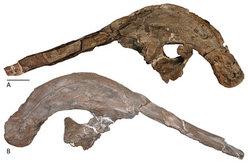 Description and rediagnosis of the crested hadrosaurid (Ornithopoda ...