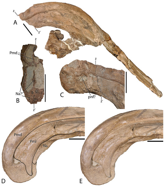 Detailed photographs of the Parasaurolophus cyrtocristatus crest.