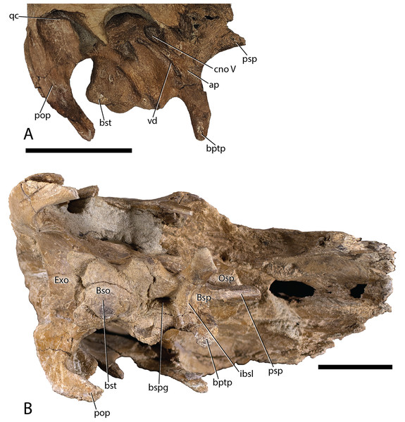 Parasaurolophus cyrtocristatus DMNH EPV.132300 braincase.