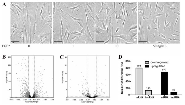 Transcriptional profiles in skin fibroblasts treated with FGF2.