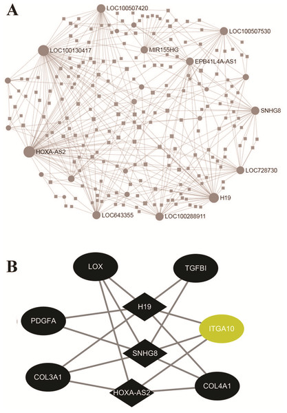 Networks of protein-protein interaction.