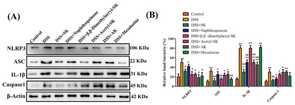 SK andits derivatives reduced the level of NLRP3 inflammasome activation in colonic tissues.