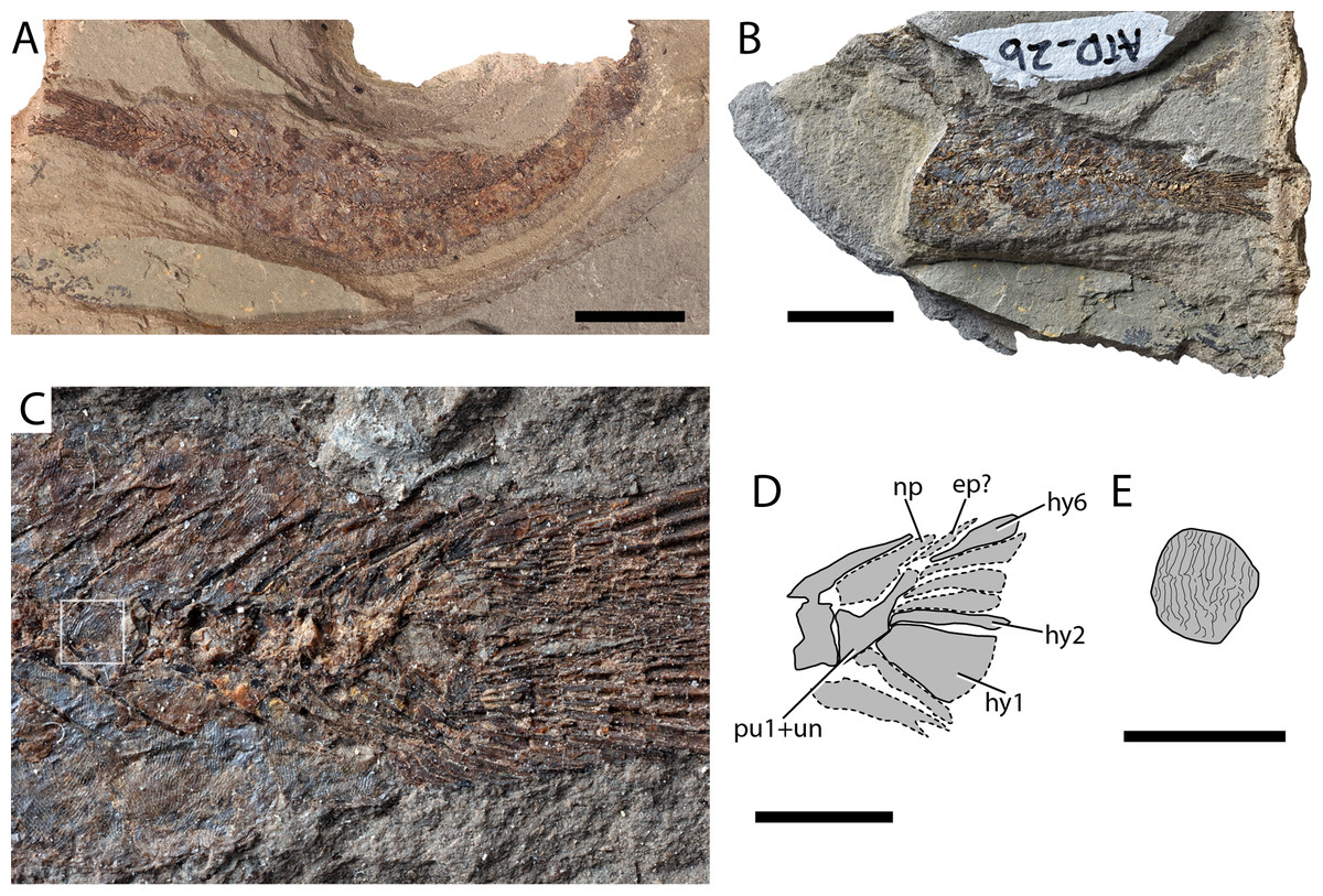 Offshore marine actinopterygian assemblages from the Maastrichtian ...