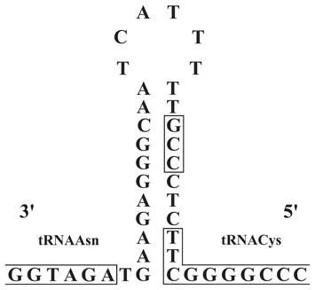 Structure and comparative analysis of the mitochondrial genomes of ...