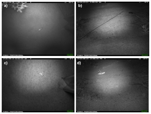 Photos of invertebrate taxa from remote-sensing cameras.
