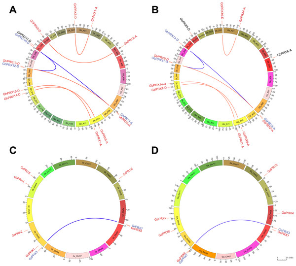 Chromosome physical mapping and duplication events of PRX genes in the genomes of four cotton species.