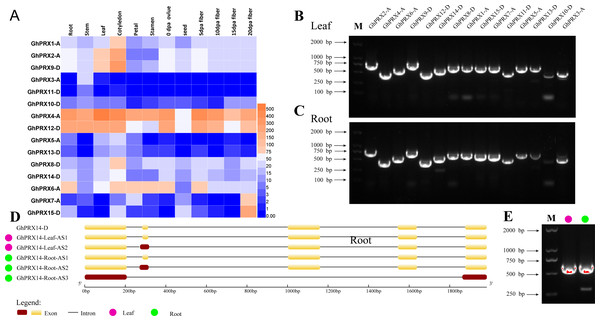 Analysis of tissue expression and alternative shearing profiles of PRX genes.