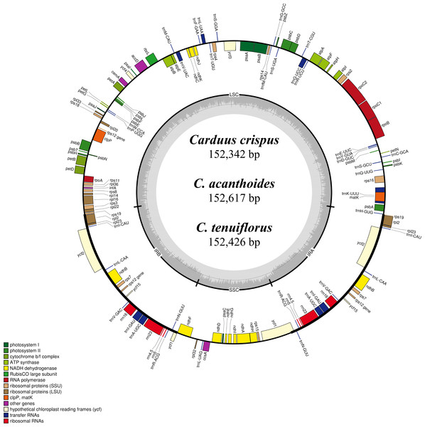 Map of the chloroplast genomes of Carduus.