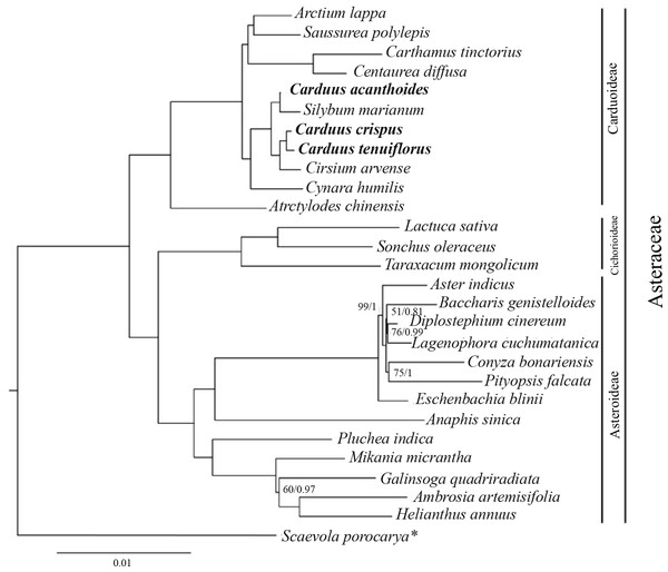 BI tree of Carduus and related taxa inferred from 78 protein coding cpDNA regions.