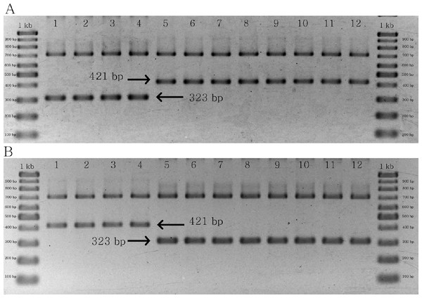 PCR results of specific primer pairs for C. crispus.