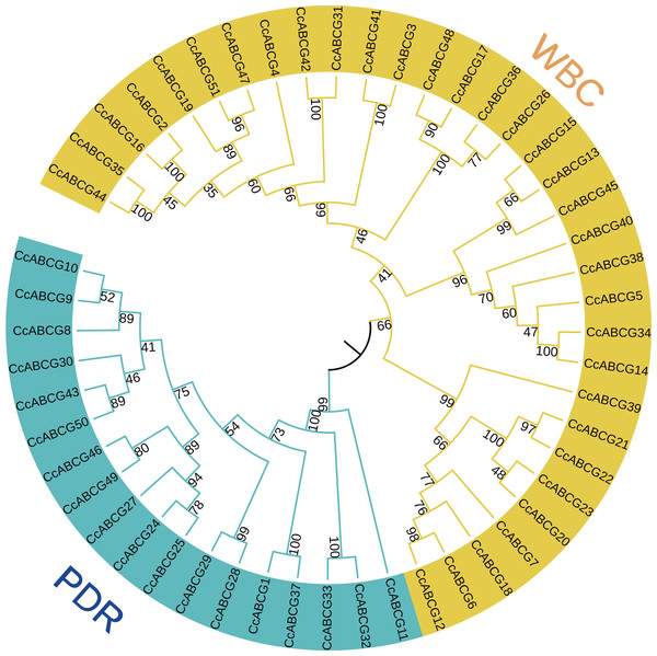 Phylogenetic analysis of the ABCG transporters among pigeon pea.